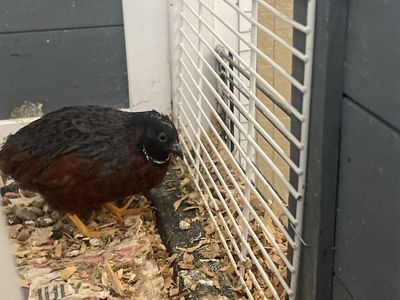 Button quails