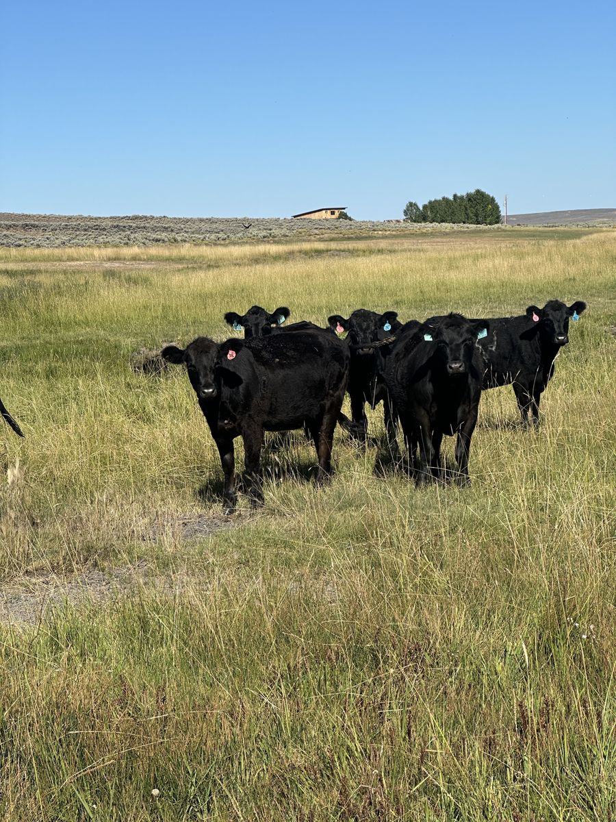 100 head of 1st calf heifers