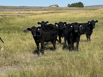 100 head of 1st calf heifers