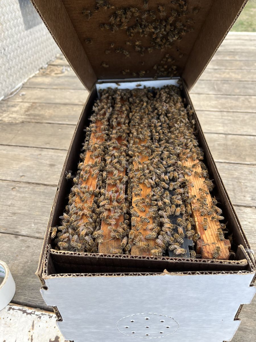 Spring local sourced 2026 honeybees nucs and packages