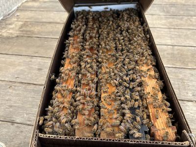 Spring local sourced 2026 honeybees nucs and packages