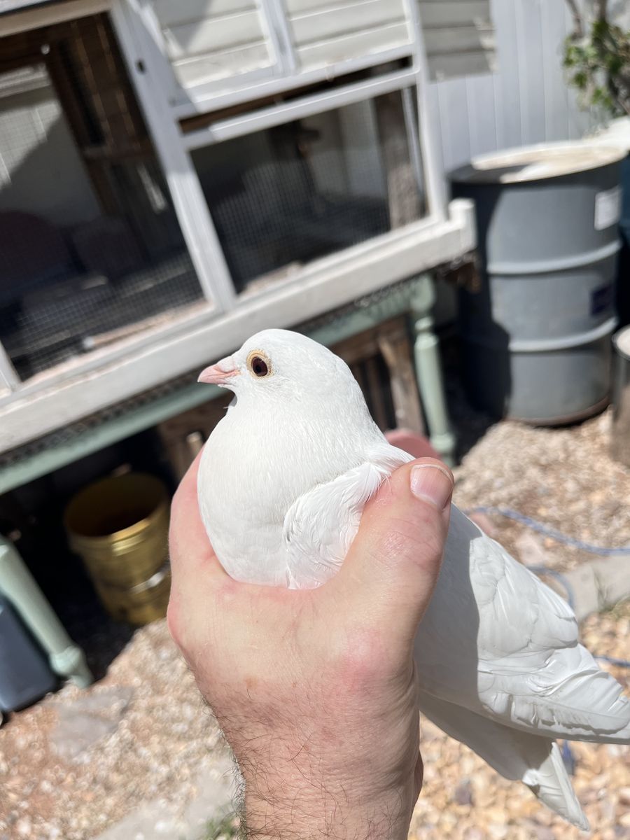 White Homing Pigeons