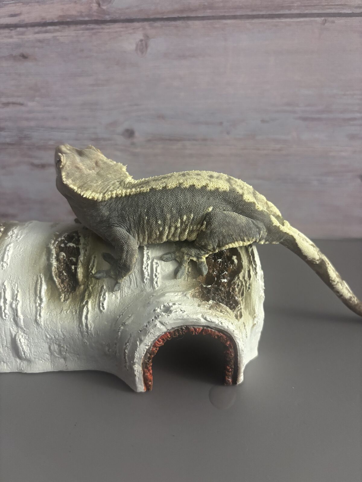 Adult crested gecko (pet only)