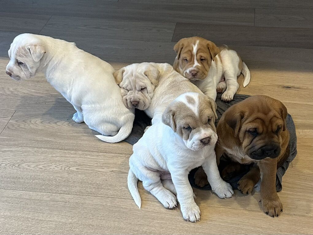 Minu Hippo Puppies!!