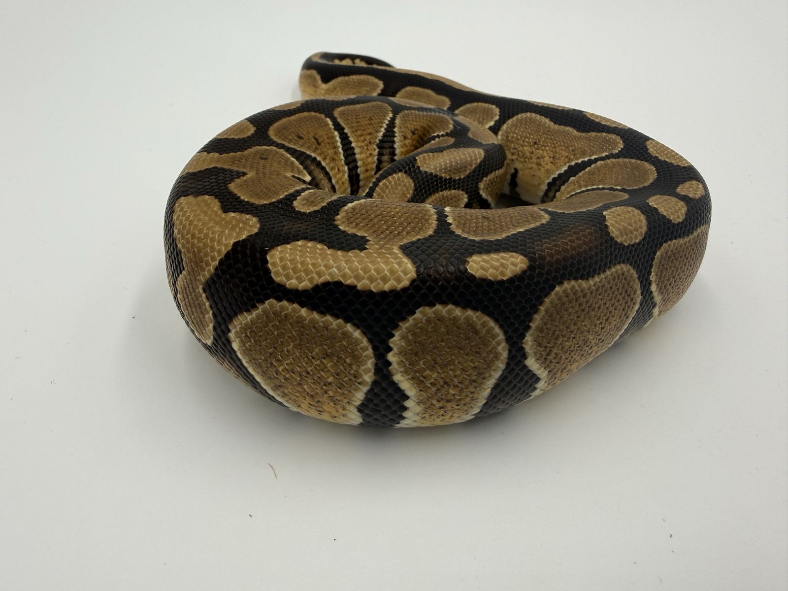 Female: Red Gene DH DG Hypo 50% Het Gstripe