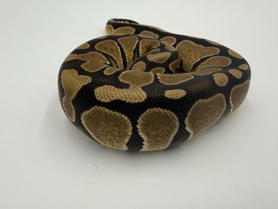 Female: Red Gene DH DG Hypo 50% Het Gstripe