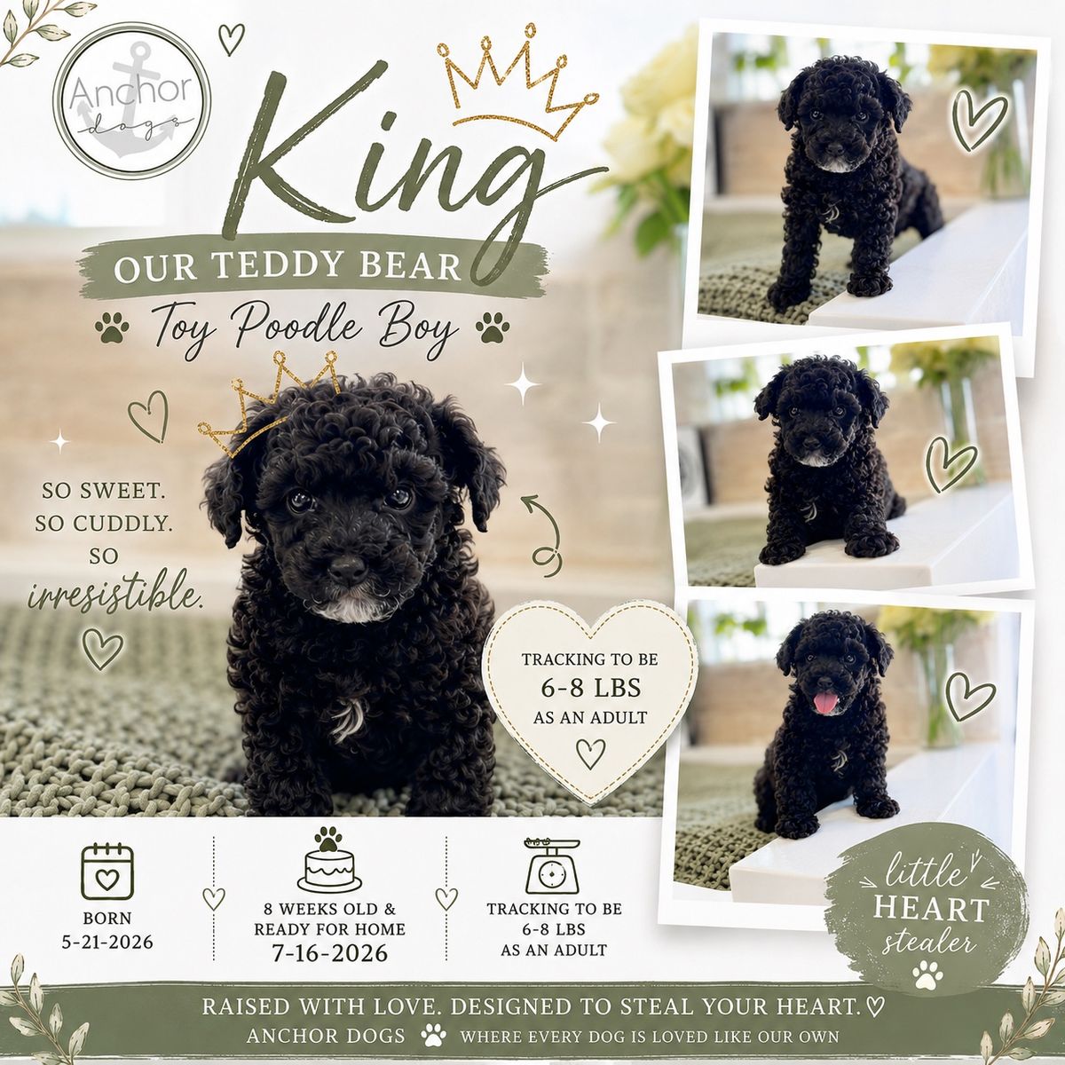 Teddy Bear 🧸 toy poodle