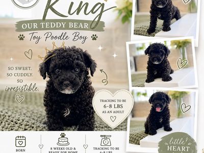 Teddy Bear 🧸 toy poodle