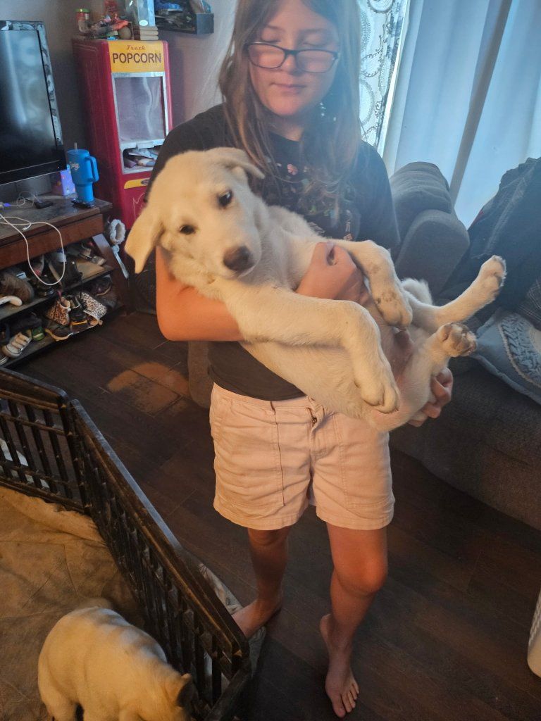 2 puppies left born May4th