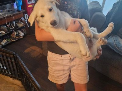 2 puppies left born May4th