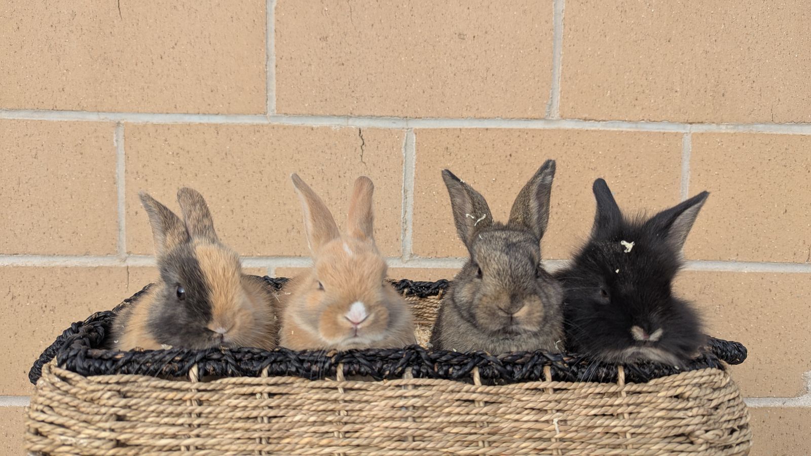 Sweet Mixed-Breed Baby Bunnies - Friendly & Ready for New Homes!