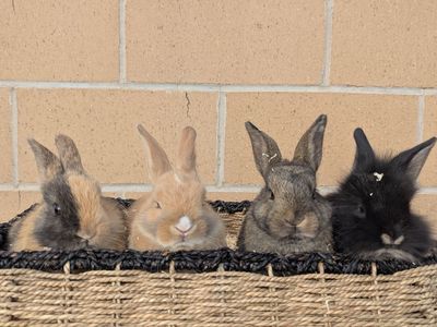 Sweet Mixed-Breed Baby Bunnies - Friendly & Ready for New Homes!
