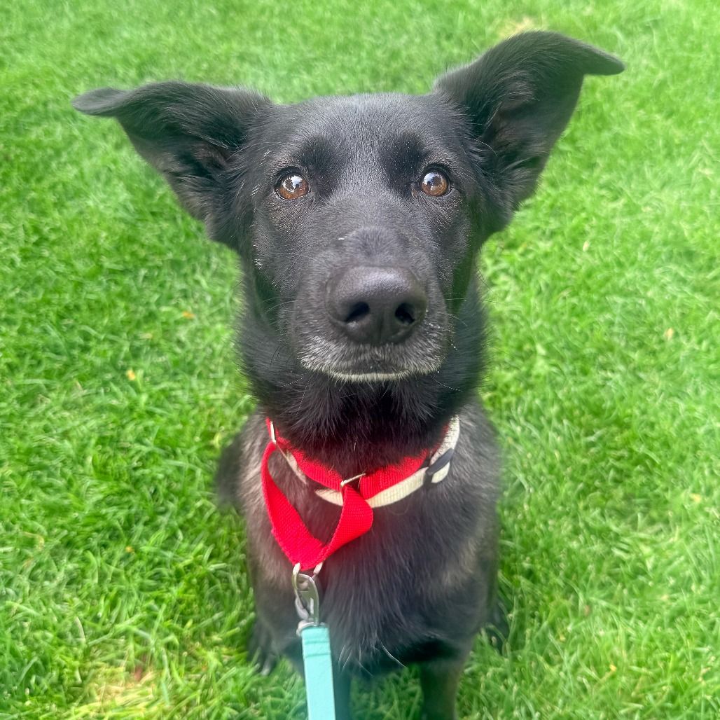 Hello my name is Knox