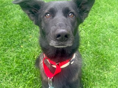 Hello my name is Knox