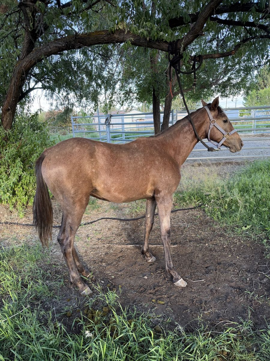Foxtrotter yearling named bullseye