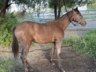 Foxtrotter yearling named bullseye
