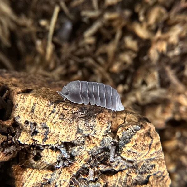 White Side Penguin Isopods