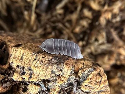 White Side Penguin Isopods