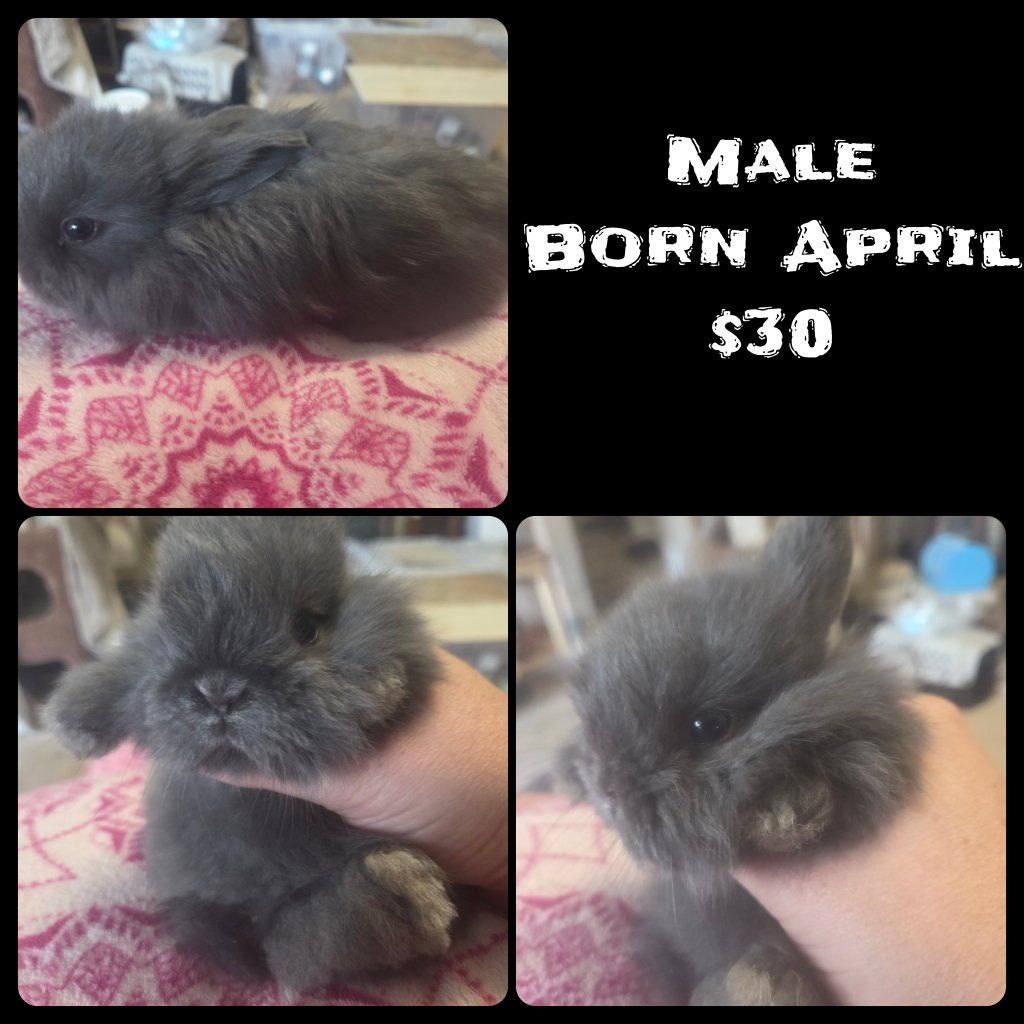 Bunny Baby Rabbits Ready for Homes
