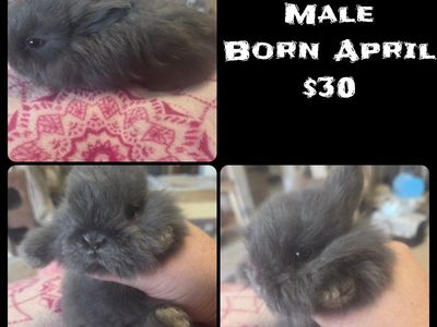 Bunny Baby Rabbits Ready for Homes