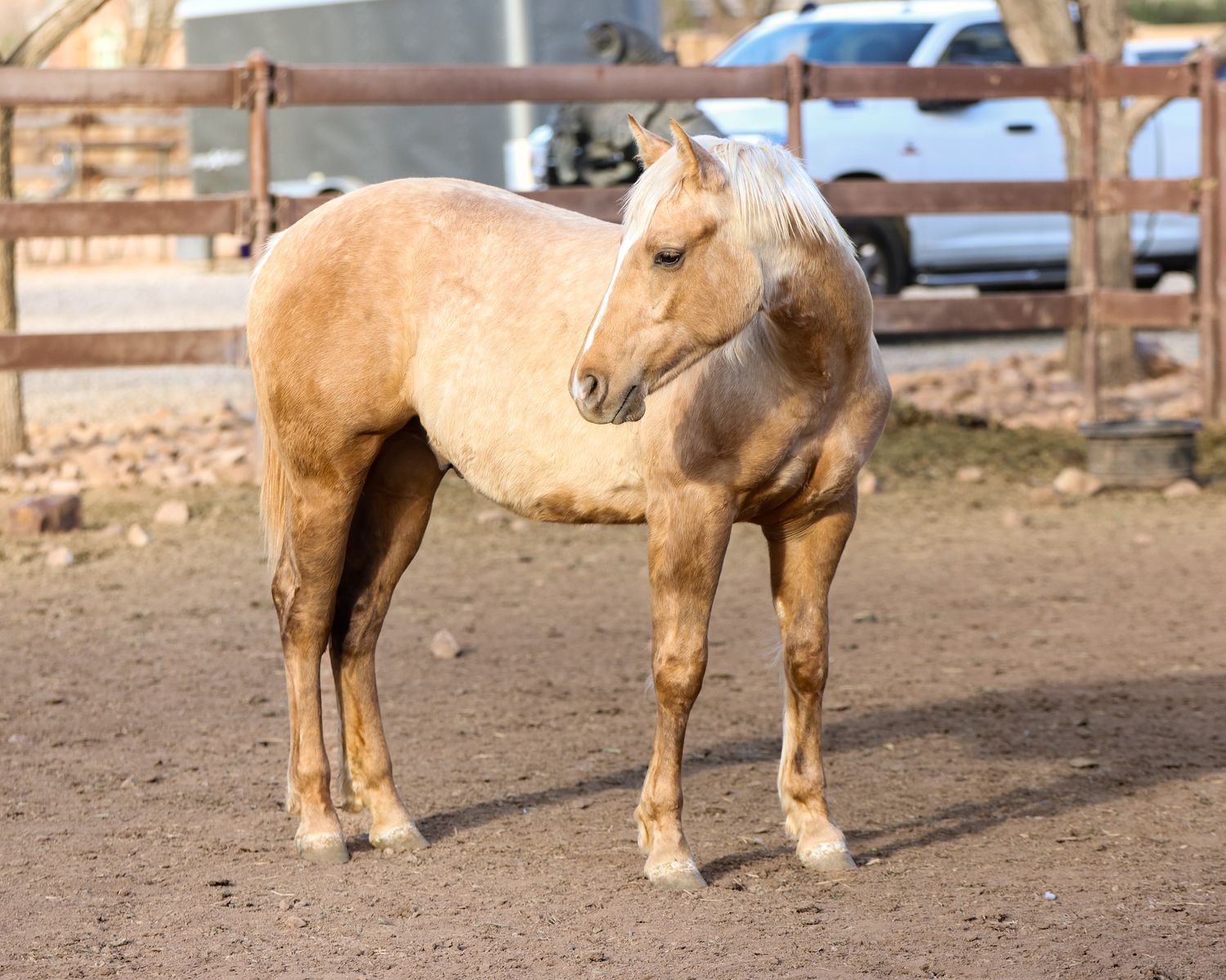 2025 Palomino Reining breed Stud