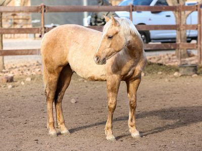 2025 Palomino Reining breed Stud