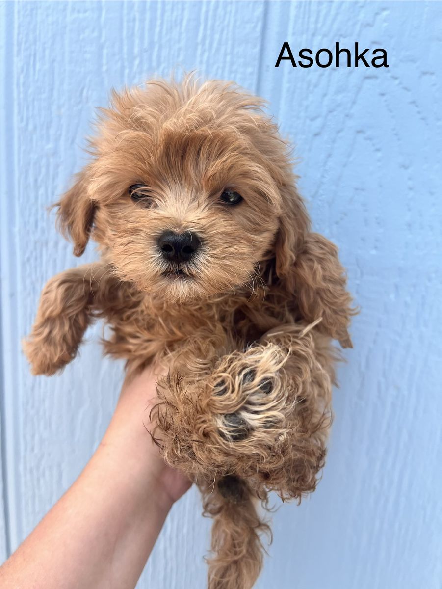 Mini Cockapoo/Havanese Mix Puppies