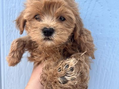 Mini Cockapoo/Havanese Mix Puppies