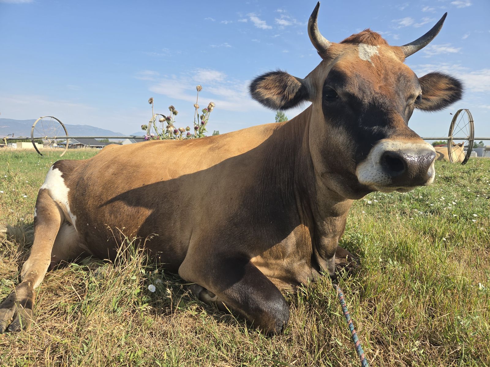Jersey Milk Cow