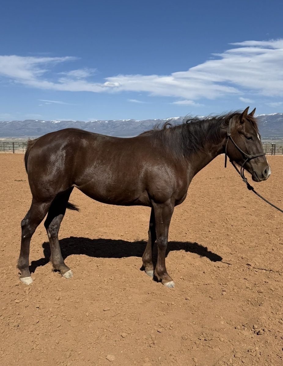 4 year old mare
