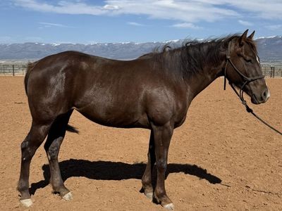 4 year old mare