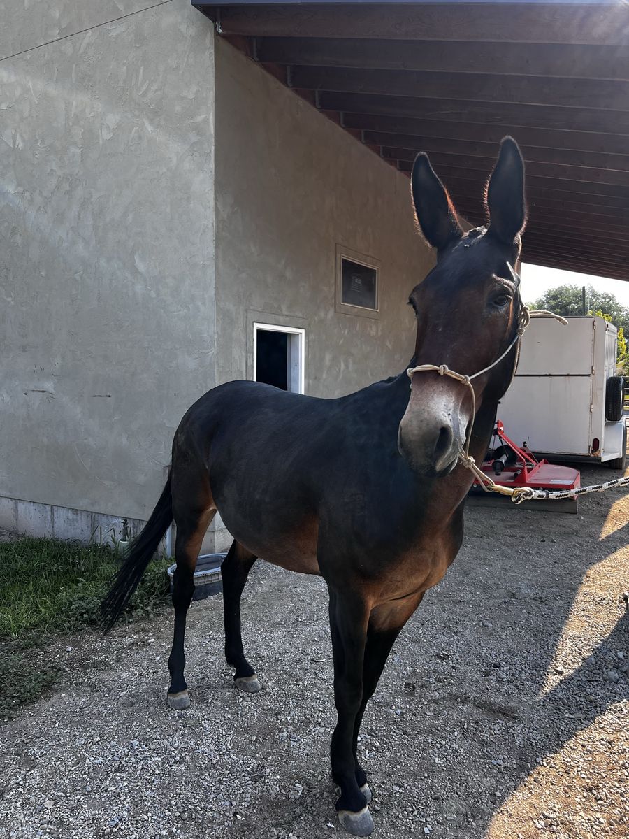 15yo John mule, 15.1 hh