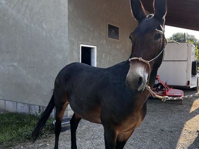 15yo John mule, 15.1 hh