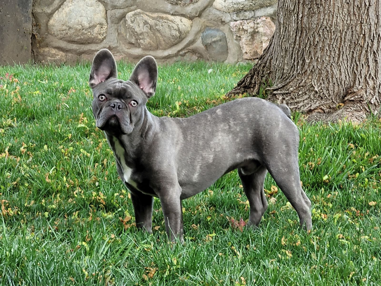 AKC Frenchie