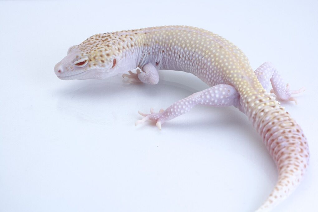 Adult Leopard Gecko