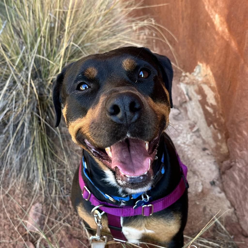 Hello my name is Licorice
