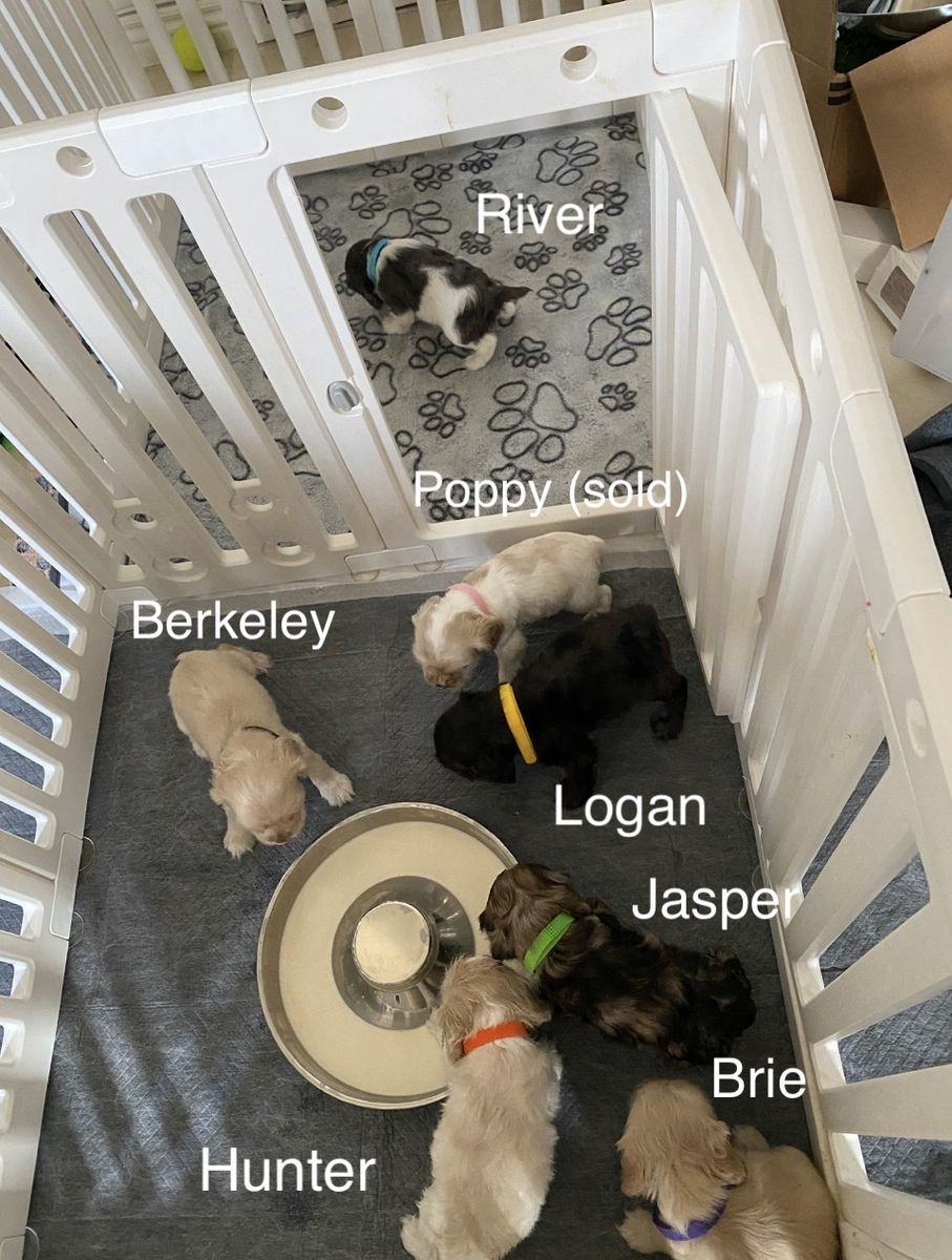 AKC COCKER SPANIEL PUPPIES