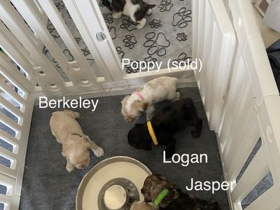 AKC COCKER SPANIEL PUPPIES