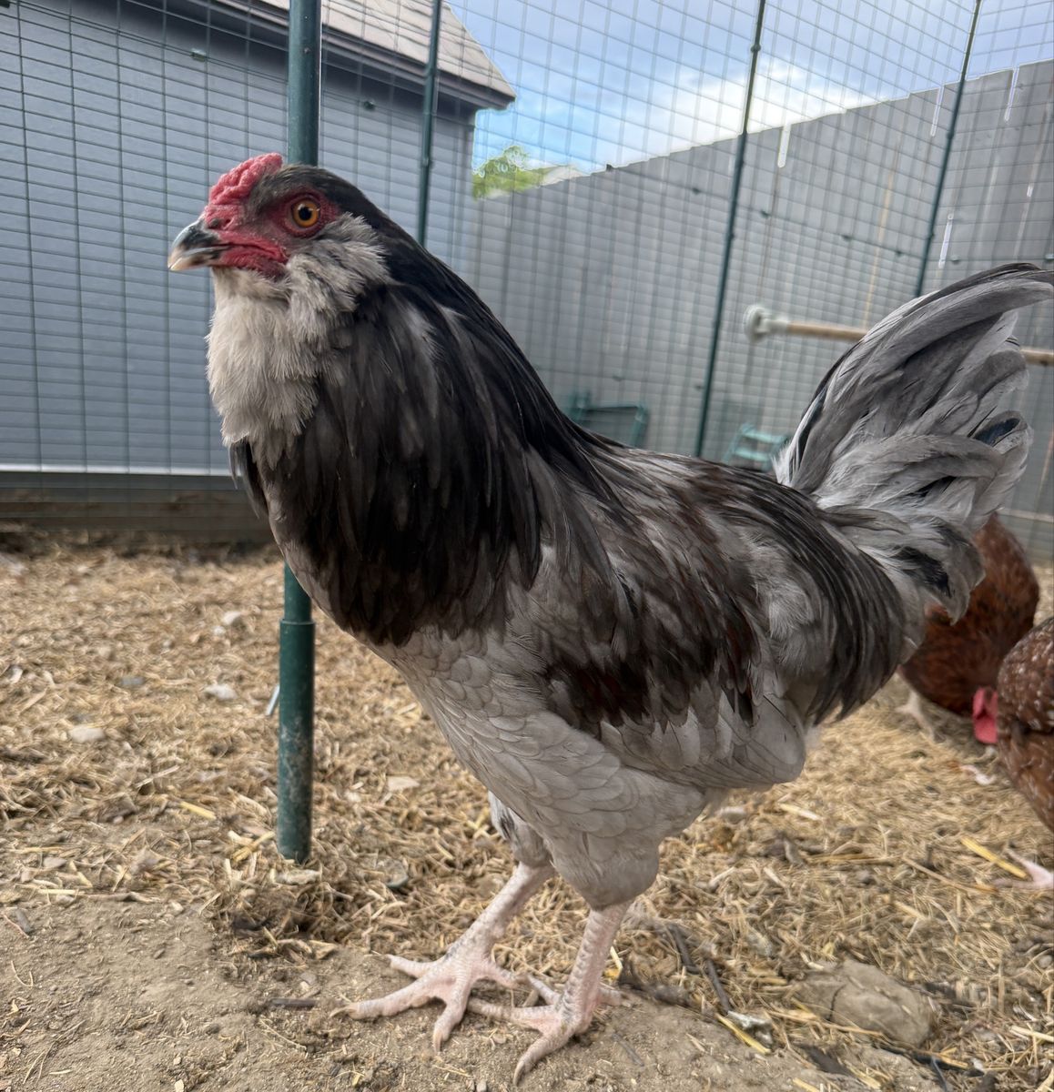 Easter Egger Rooster - Happy, Healthy Young Ameraucana (FREE)