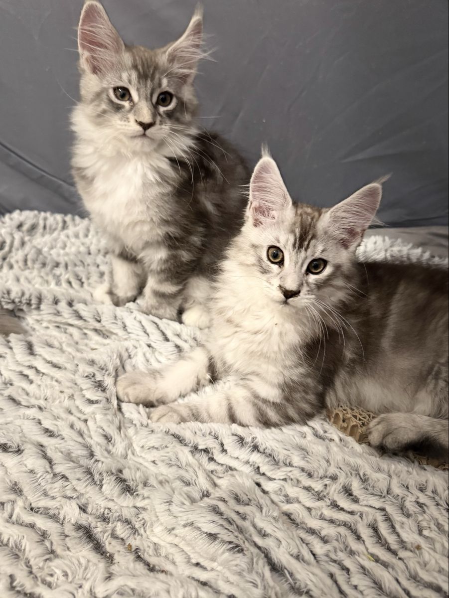 Maine Coon kittens TICA and CFA registered
