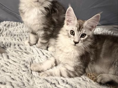 Maine Coon kittens TICA and CFA registered