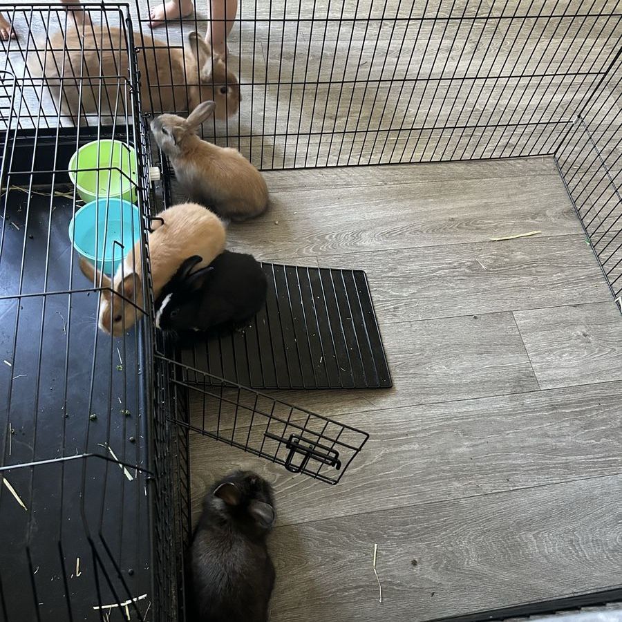 Baby bunnies lionhead+american