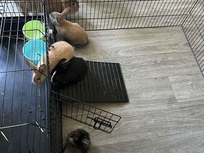 Baby bunnies lionhead+american