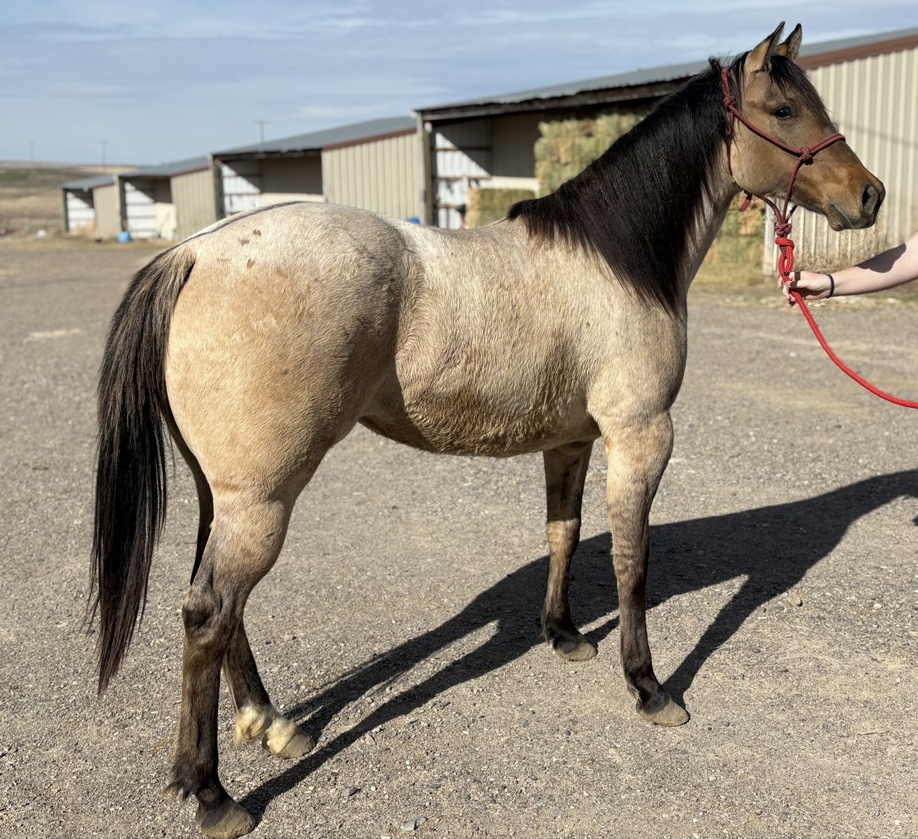 Dunskin roan 2 yr old AQHA filly