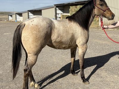 Dunskin roan 2 yr old AQHA filly