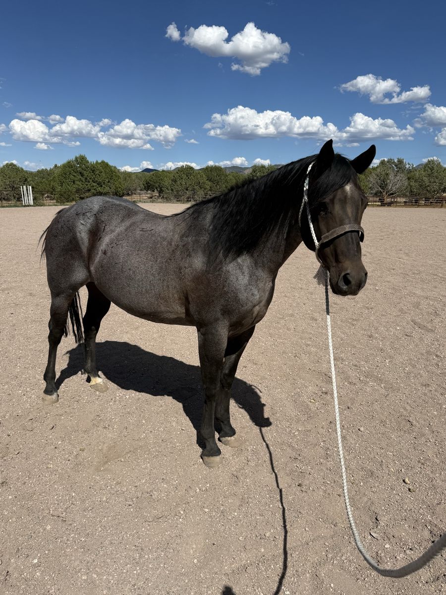 13 yr old AQHA broodmare