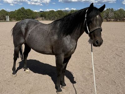 13 yr old AQHA broodmare