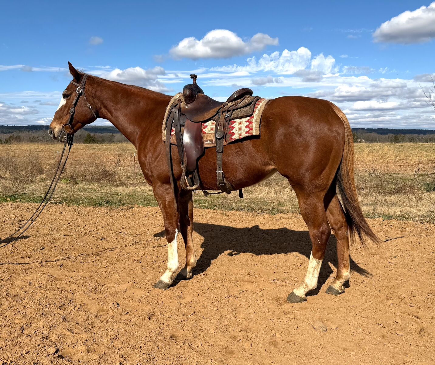 AQHA Own Daughter of FREAL