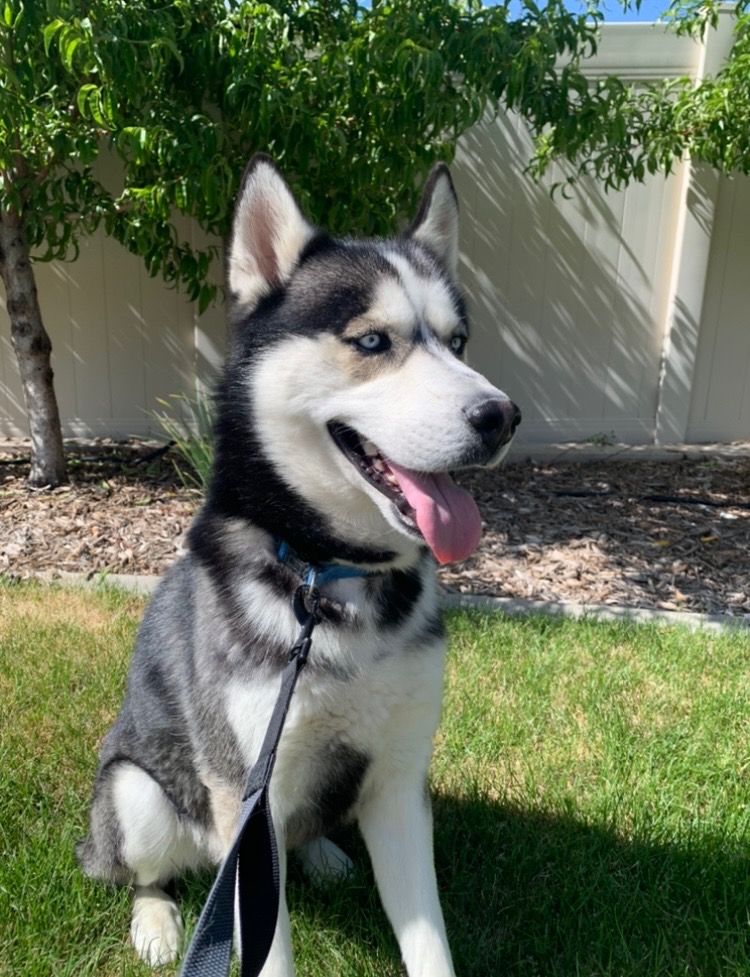 Pure akc husky