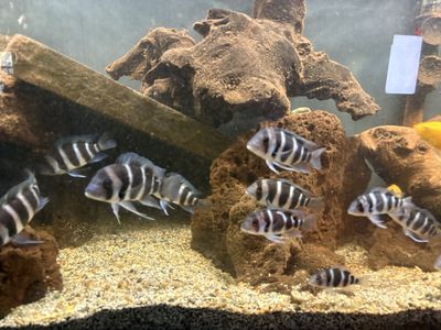 Frontosa